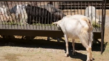 Türkiye 'de bir çiftliği vurmak. Yazın çekim..