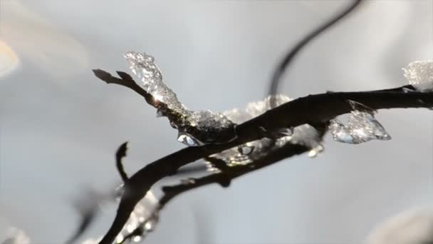 树枝上的冰太阳和霜冻 — 图库视频影像