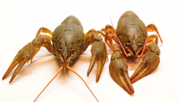 Crayfish Dan Beer Beer Set — Stok Video