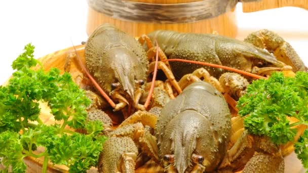Crayfish Dan Beer Beer Set — Stok Video