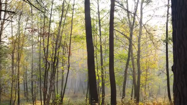 Herbstwald Schießen Nachmittag — Stockvideo
