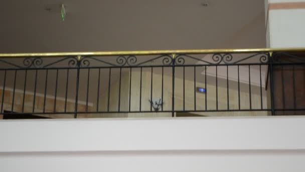 Otel Merdivenler Otelde Ötüyor — Stok video