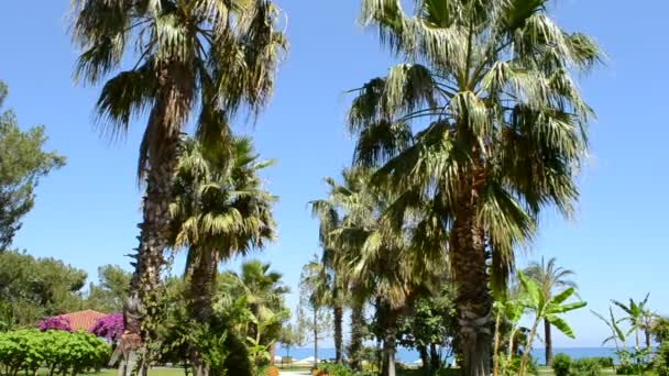 Palmetræ Skydning Sommeren – Stock-video