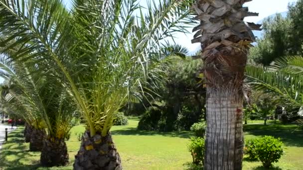 Palmiye Ağacı Güzel Bir Manzara Vuruyor — Stok video