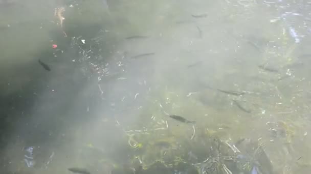 山河里的鳟鱼 — 图库视频影像