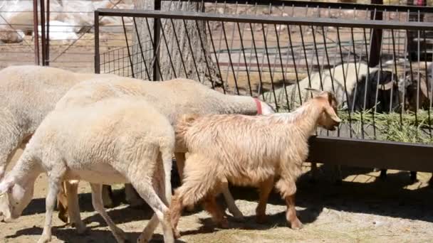 Een Boerderij Neerschieten Turkije — Stockvideo