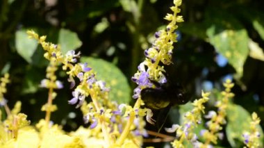 Çiçek atıyoruz. Öğleden sonra çekim var..