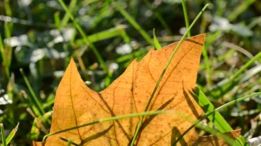 Yeşil çimlerde sonbahar yaprağı, makro yakın plan.