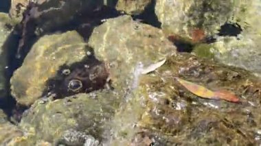 Güzel bir çiçek ve akarsu manzarası çekiyoruz..