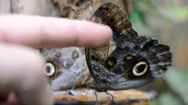 Kelebek avlamak. Makro çekim.