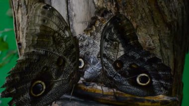 Kelebek avlamak. Makro çekim.