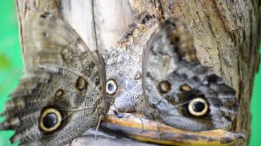 Kelebek avlamak. Makro çekim.
