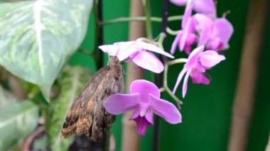 Kelebek avlamak. Makro çekim.