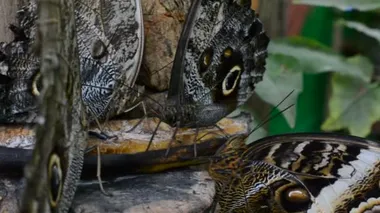 Kelebek avlamak. Makro çekim.