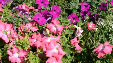 Çiçekler, yatak, arılar. Çiçek atıyoruz..