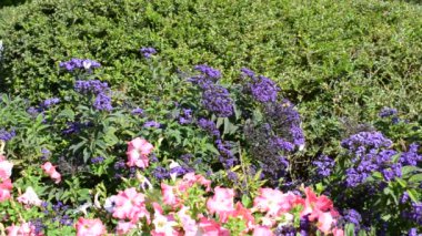 Çiçekler, yatak, arılar. Çiçek atıyoruz..