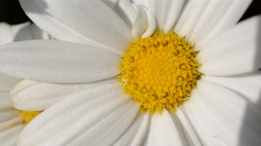 Çiçekler, yatak, arılar. Çiçek atıyoruz..