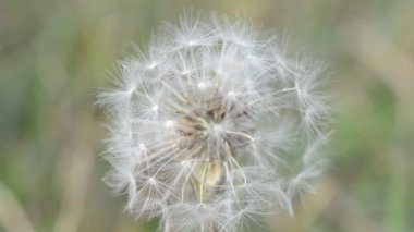 Karahindiba makrosu.