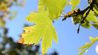 güneşli mavi gökyüzü altında sonbahar yaprakları
