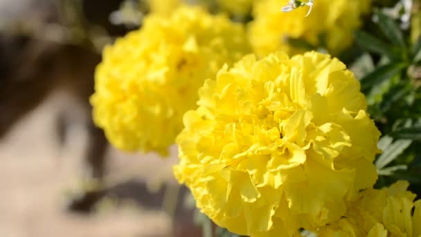 Tir de fleurs. Tournage dans l'après-midi .