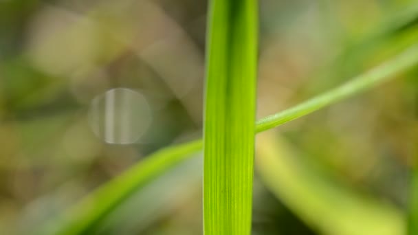 Tiro Grama Verde Suculenta — Vídeo de Stock