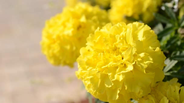 Tir de fleurs. Tournage dans l'après-midi .
