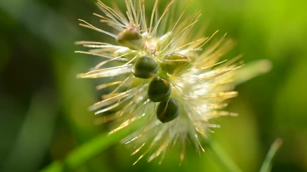 Tiro Jugosa Hierba Verde — Vídeos de Stock