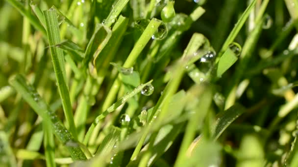 Hierba Fresca Con Gotas Rocío Cerca — Vídeo de stock