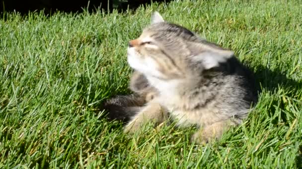 Кот Моется Зеленой Траве — стоковое видео