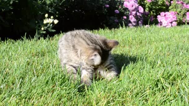 Γάτα Πλένεται Πράσινο Γρασίδι — Αρχείο Βίντεο