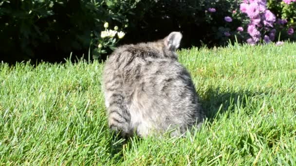 Kedi Yeşil Çimlerde Yıkanır — Stok video
