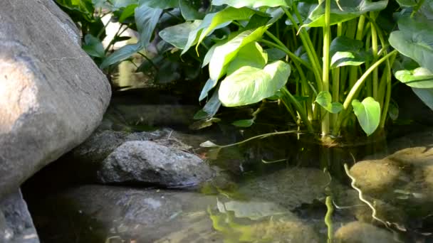 Fotografar Uma Bela Paisagem Flores Córregos — Vídeo de Stock