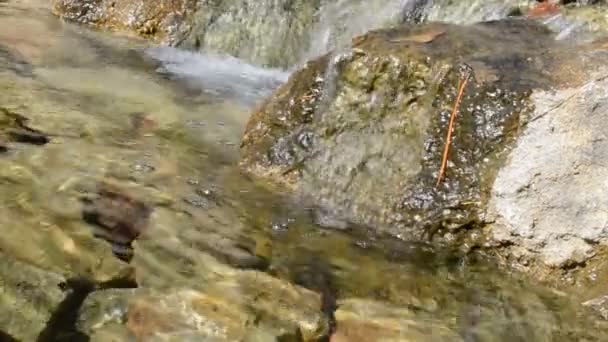 Schieten Van Een Prachtig Landschap Van Bloemen Beken — Stockvideo