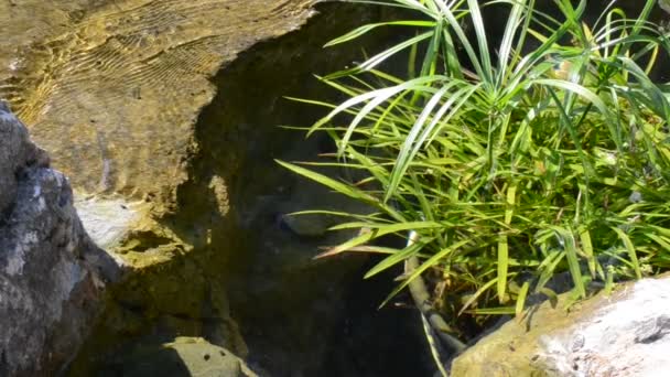 Watervallen Beekje Bergrivier — Stockvideo