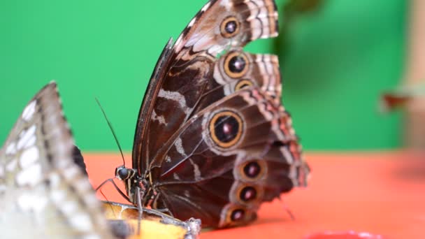 Abschuss Von Schmetterlingen Abschuss Von Makro — Stockvideo