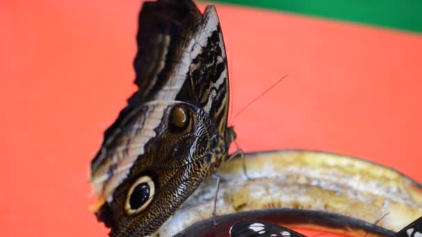 Abschuss Von Schmetterlingen Abschuss Von Makro — Stockvideo