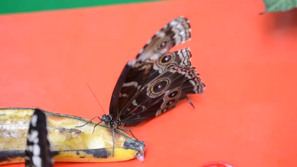 Kelebek Avlamak Makro Çekim — Stok video