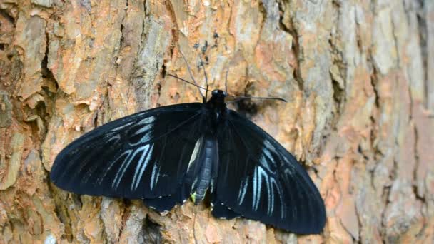 Disparos Mariposas Tiro Macro — Vídeos de Stock