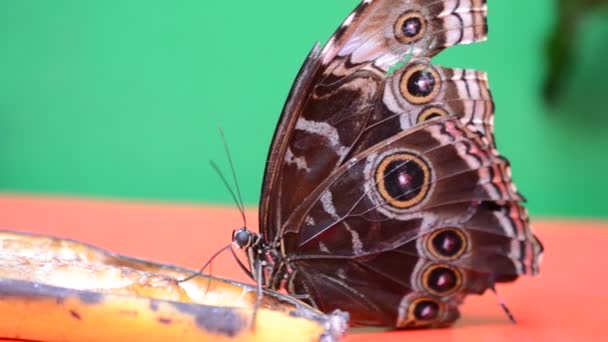 Kelebek Avlamak Makro Çekim — Stok video