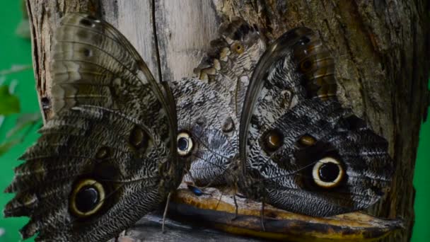 Abschuss Von Schmetterlingen Abschuss Von Makro — Stockvideo