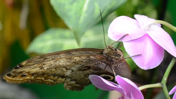 Disparos Mariposas Tiro Macro — Vídeo de stock