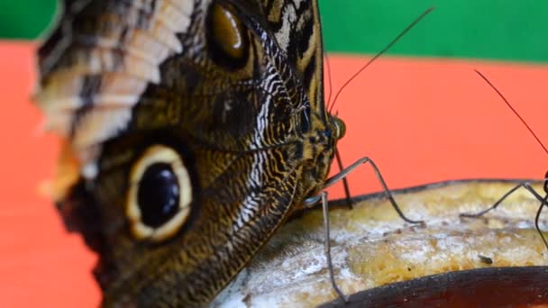 Shooting Butterflies Shooting Macro — Stock Video