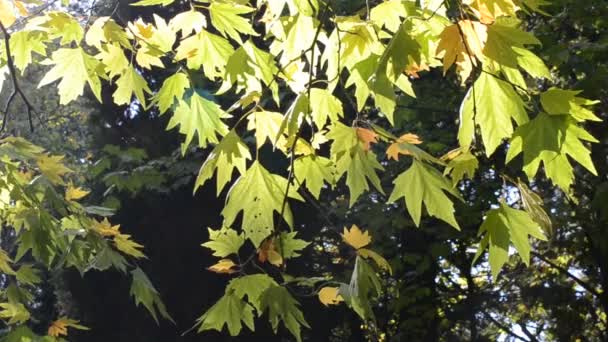 Feuilles d'automne sous un ciel bleu ensoleillé 