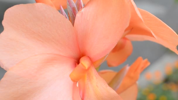 Skjutning Blommor Fotografering Eftermiddagen — Stockvideo