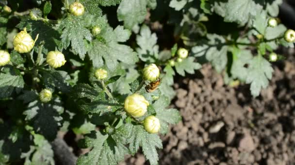 Tir Fleurs Tournage Dans Après Midi — Video