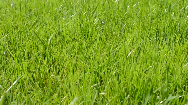 Frisches Gras Mit Tautropfen Aus Nächster Nähe — Stockvideo