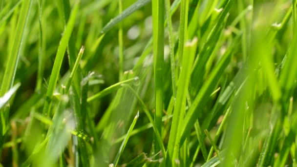 Herbe Fraîche Avec Gouttes Rosée Gros Plan — Video