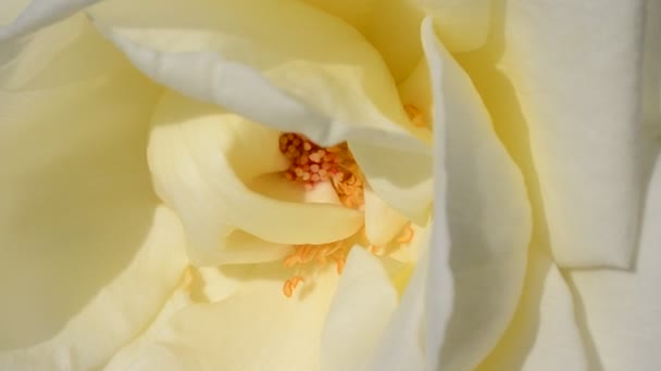 Skjutning Blommor Fotografering Eftermiddagen — Stockvideo