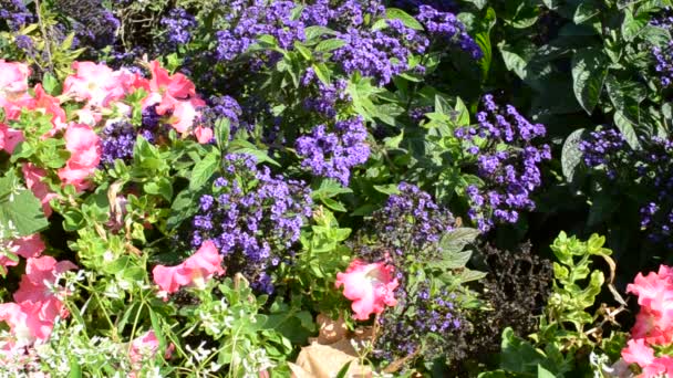 Blommor Säng Bin Skjutning Blommor — Stockvideo