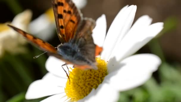 Vlinder Schieten Van Bloemen — Stockvideo